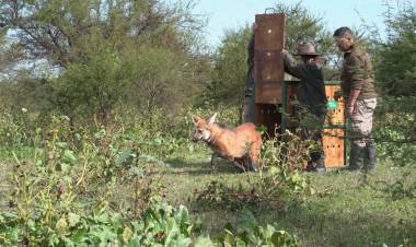 Biodiversidad: Provincia recuperó el collar de monitoreo de un aguará guazú