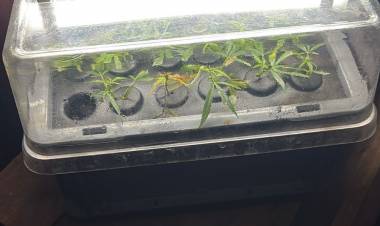 Detenido por amenazas: descubren un vivero de marihuana en su vivienda tras un operativo policial