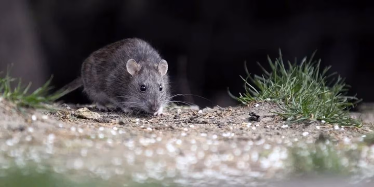 Hantavirus: murió una adolescente de 15 años en Chubut