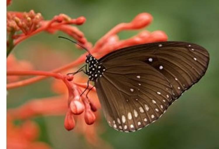 22 de mayo Día Internacional de la Diversidad Biológica