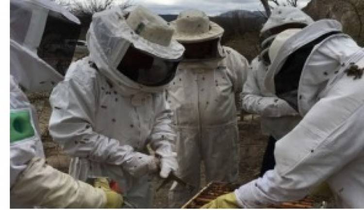 Hoy se celebra el Día del Apicultor