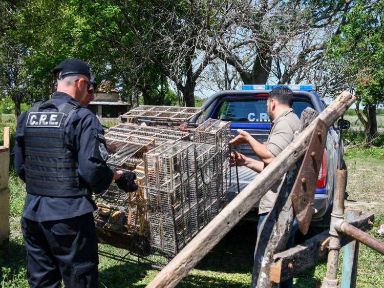 Control de Fauna: más de 300 aves liberadas en Villa Ocampo