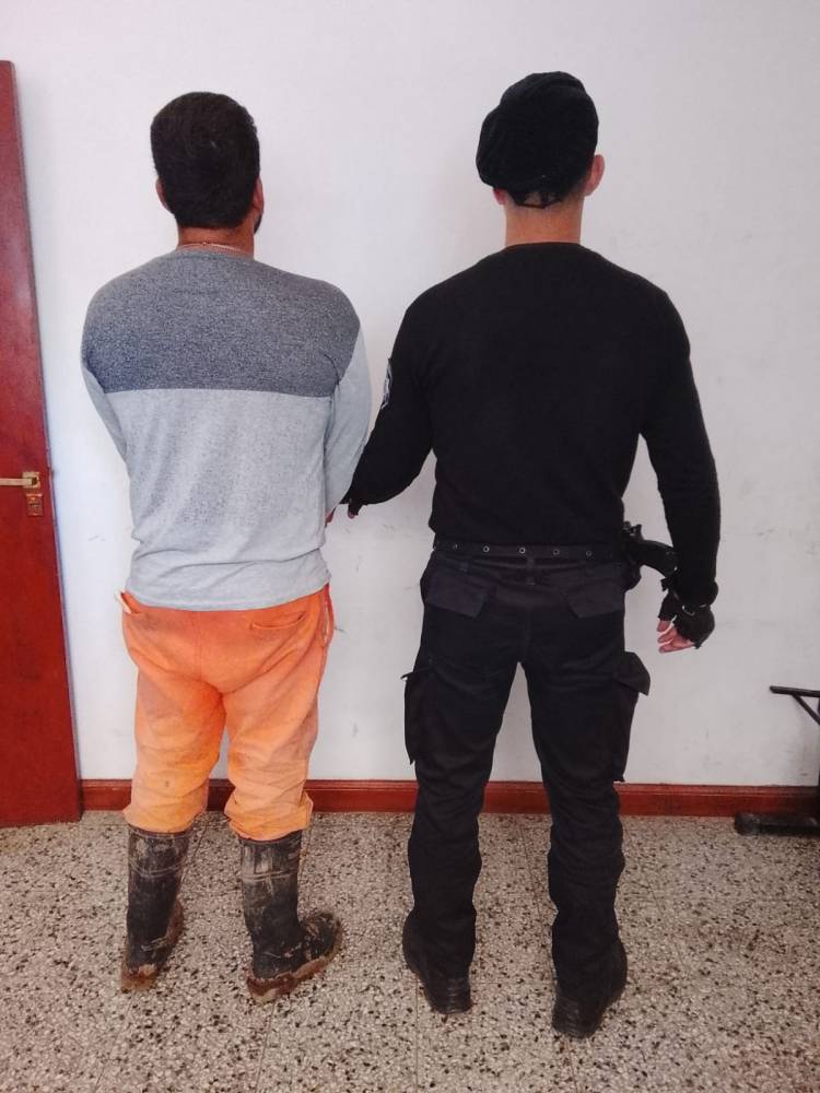 Recuperan porcino sustraído y aprehenden al autor del hecho