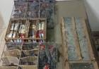 Escuadrón Seguridad Vial “San Justo” rescató y liberó 104 aves silvestres