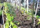 DÍA DE LA CONSERVACIÓN DEL SUELO: UN RECURSO CLAVE PARA LA PRODUCCIÓN, EL AMBIENTE Y EL FUTURO