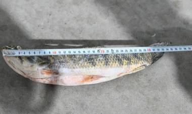 Provincia intensifica los controles y decomisos contra la pesca ilegal