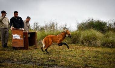 Provincia devolvió a su hábitat natural al aguará guazú rescatado en Puerto General San Martín