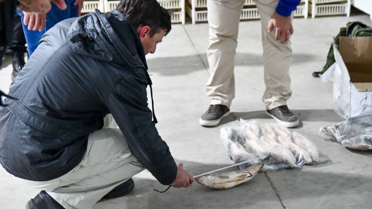 Para evitar el colapso ecológico, Provincia suspenderá por un año el acopio de pescado para exportación