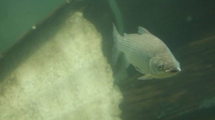  Por qué es importante limitar la exportación de peces del río Paraná