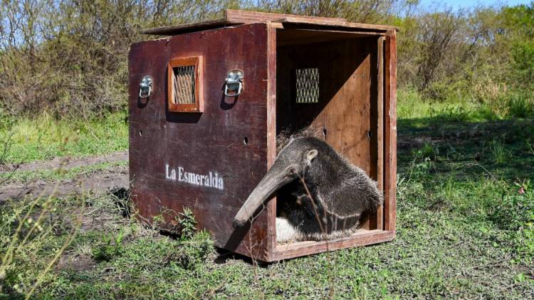 Hito de conservación: tras ser rehabilitados en La Esmeralda, liberan ejemplares emblemáticos de la fauna santafesina