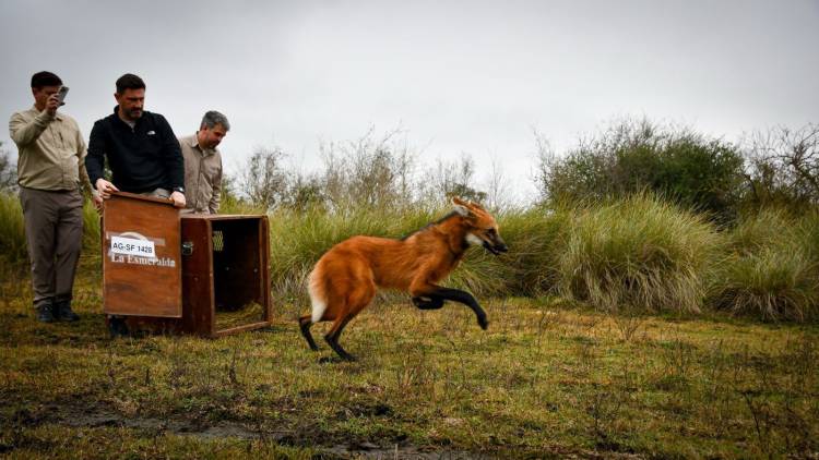 Provincia devolvió a su hábitat natural al aguará guazú rescatado en Puerto General San Martín